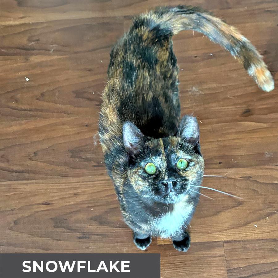 Enlarge Snowflake , a ADOPTABLE Domestic Short Hair in Etobicoke, ON image 6/6