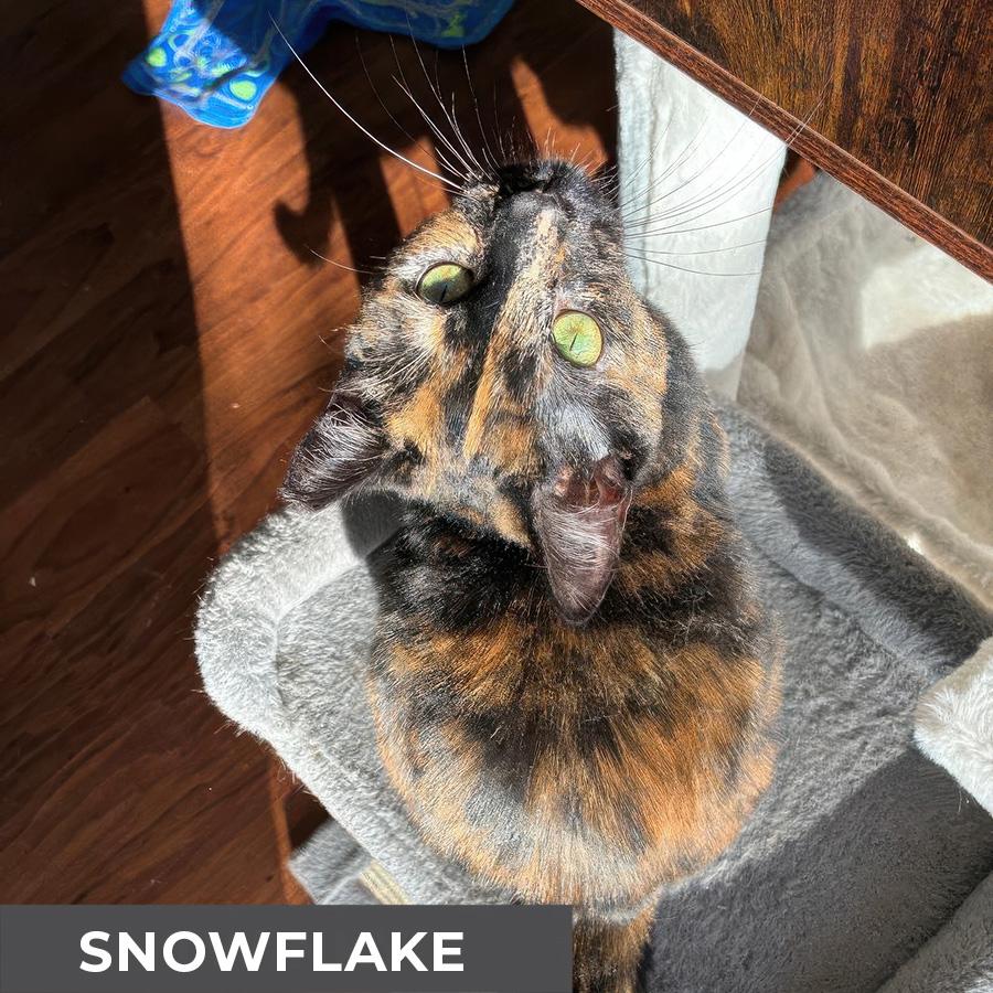 Enlarge Snowflake , a ADOPTABLE Domestic Short Hair in Etobicoke, ON image 5/6