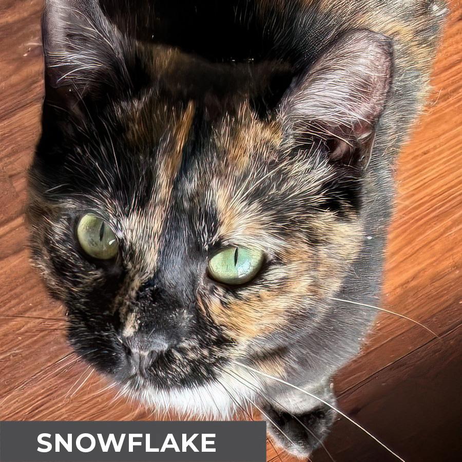 Enlarge Snowflake , a ADOPTABLE Domestic Short Hair in Etobicoke, ON image 2/6