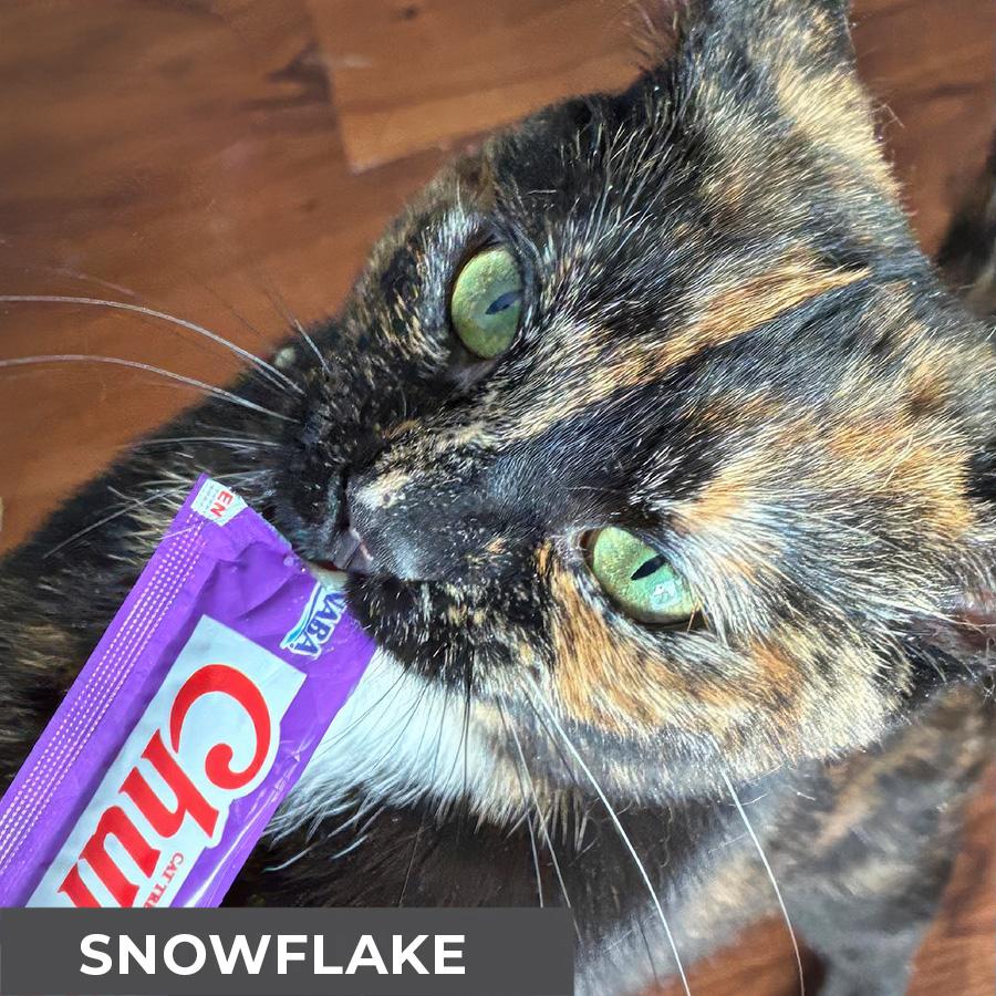 Snowflake , ADOPTABLE, Young Female Domestic Short Hair.