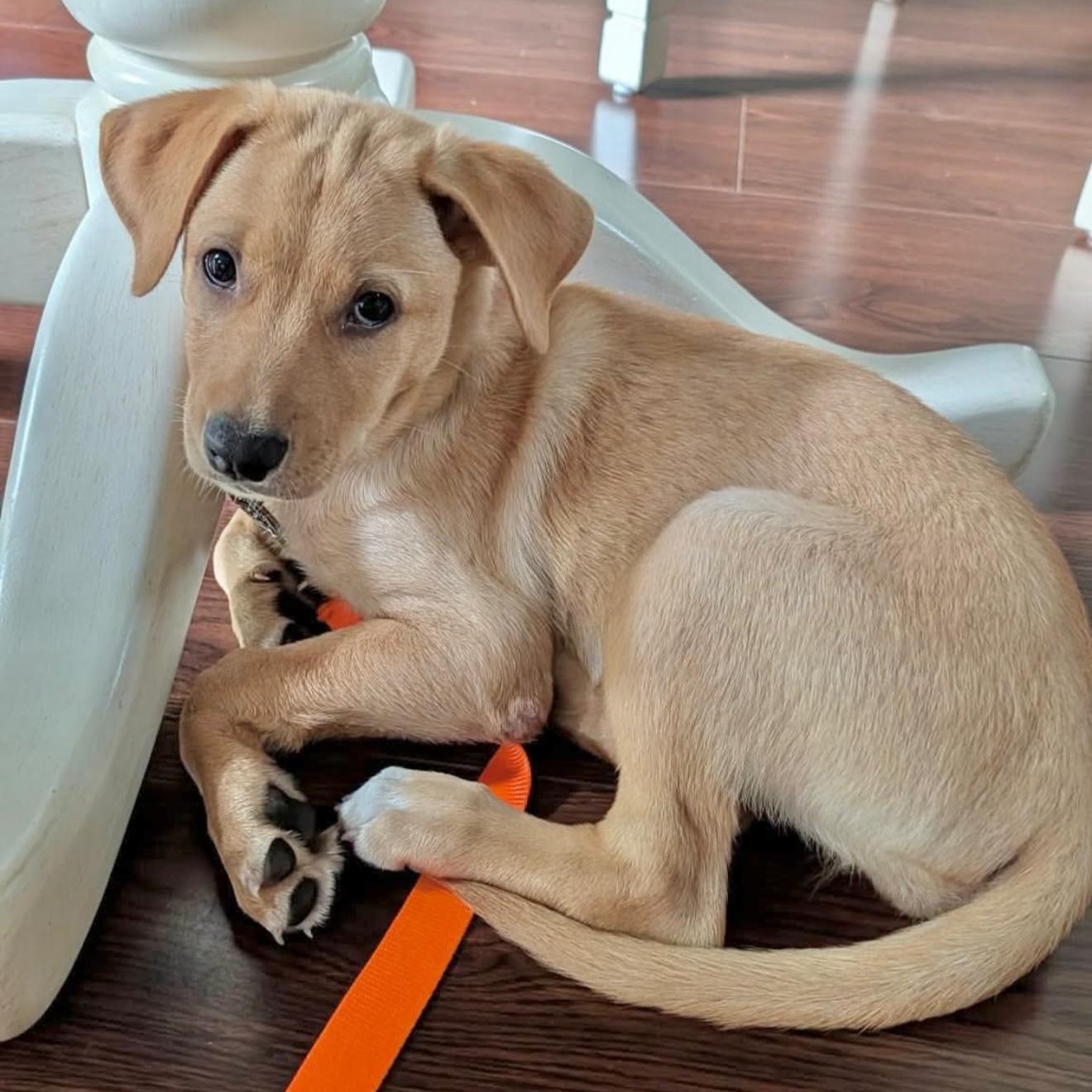 Liana, a ADOPTABLE mixed breed in Yaphank, NY image 1/2