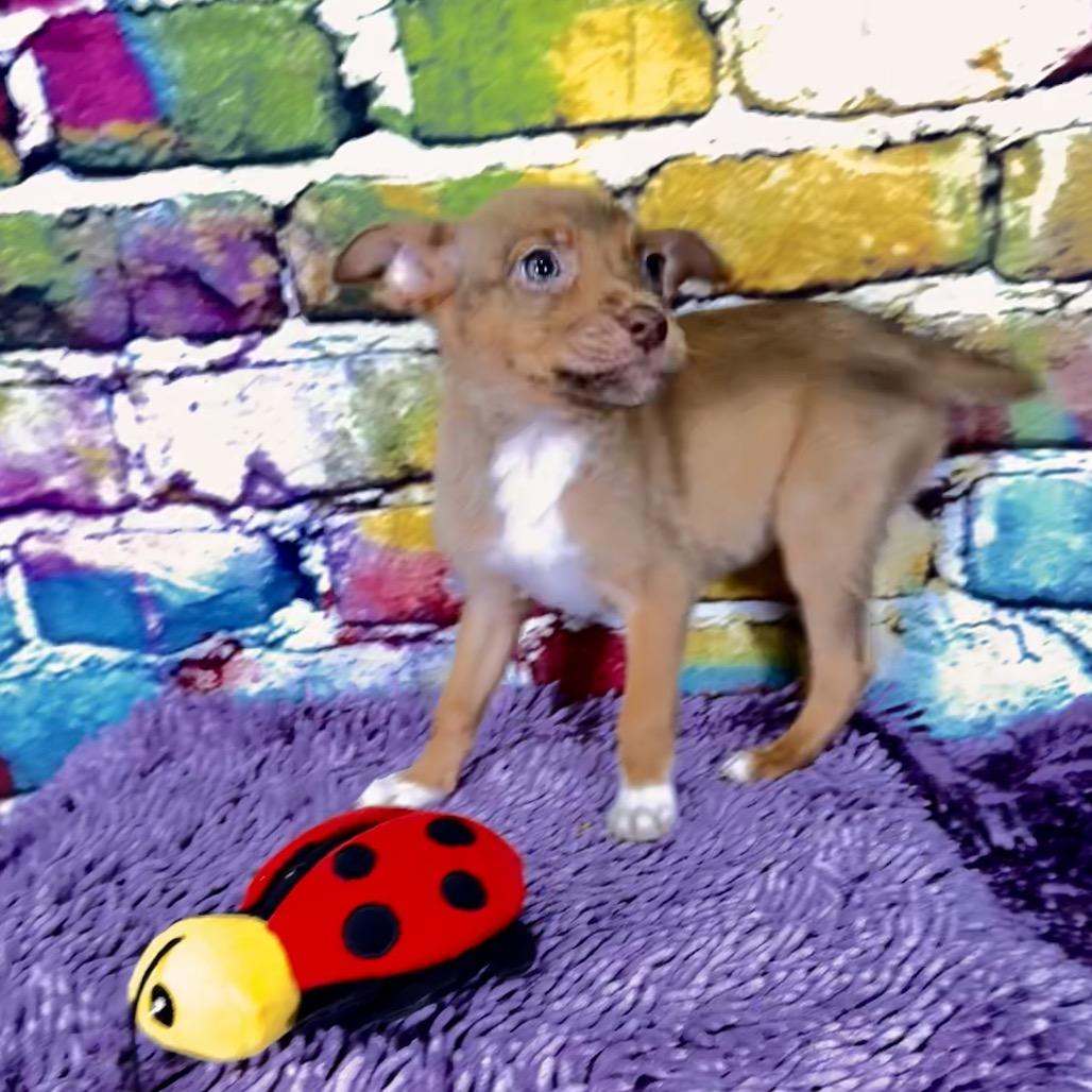 Blondie, Adoptable, Puppy Female Mixed Breed.