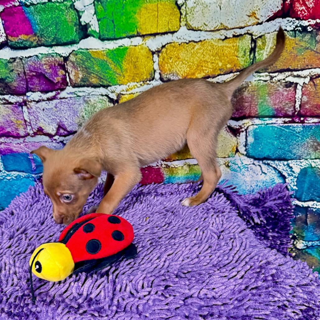 Enlarge Blondie, a Adoptable Mixed Breed in Franklin, NC image 2/6