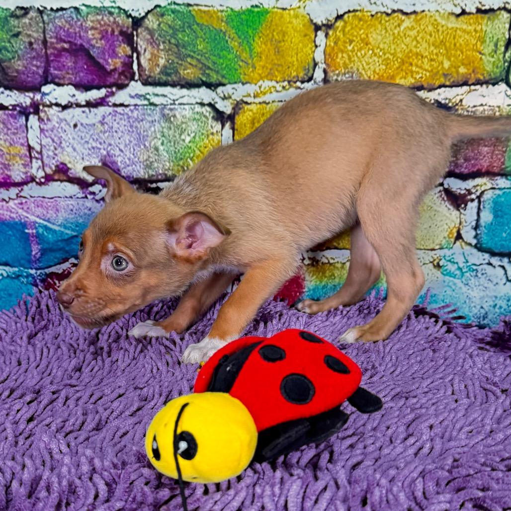 Enlarge Blondie, a Adoptable Mixed Breed in Franklin, NC image 4/6