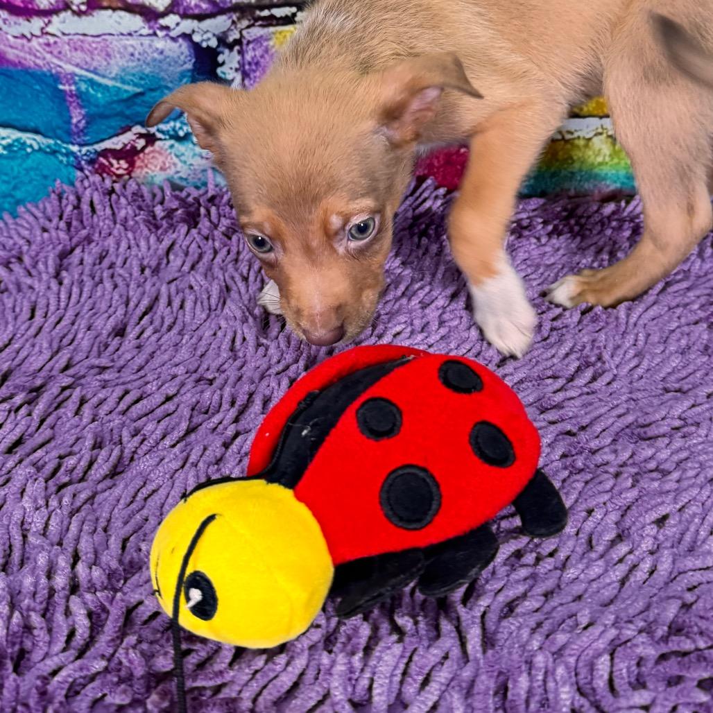 Enlarge Blondie, a Adoptable Mixed Breed in Franklin, NC image 5/6