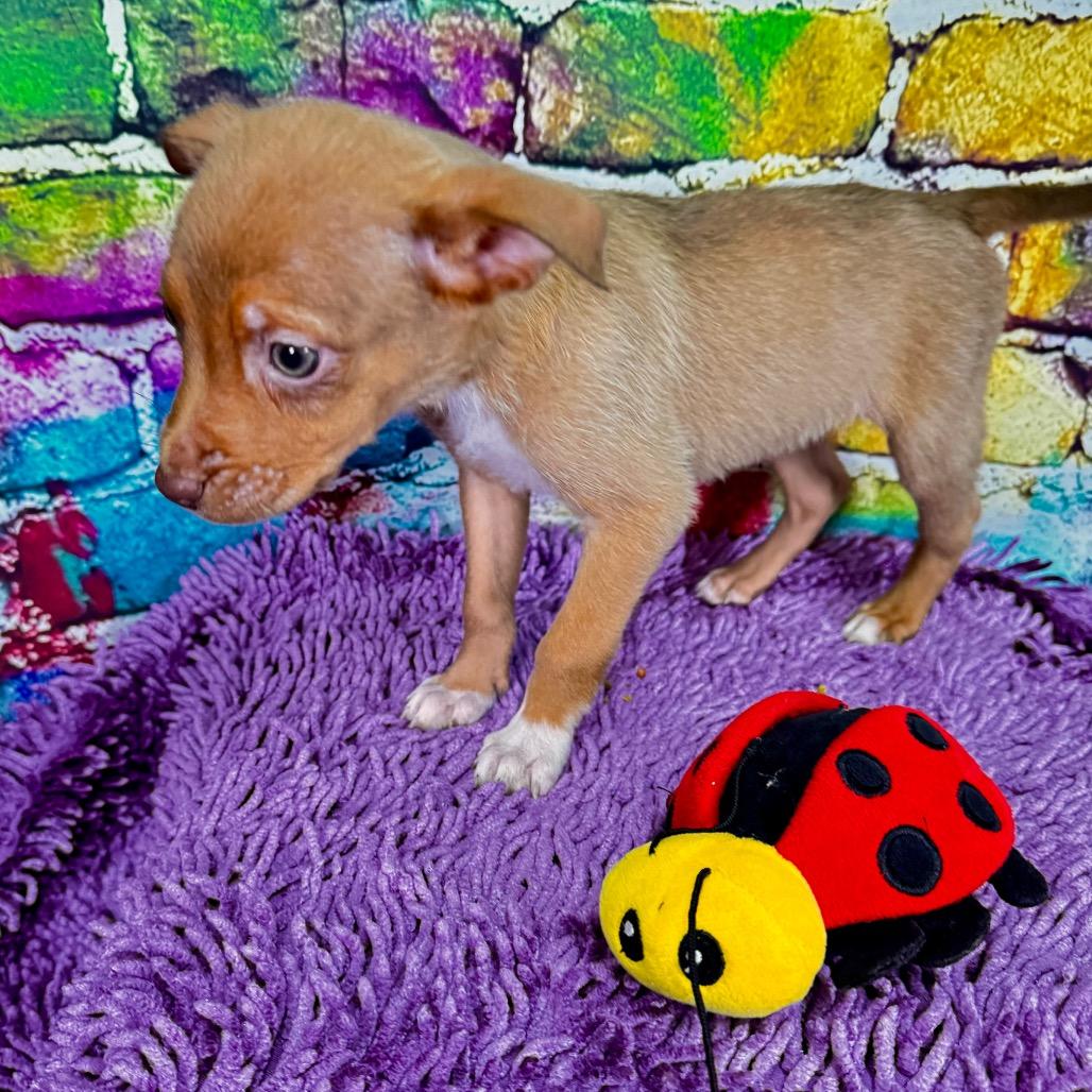 Enlarge Blondie, a Adoptable Mixed Breed in Franklin, NC image 6/6