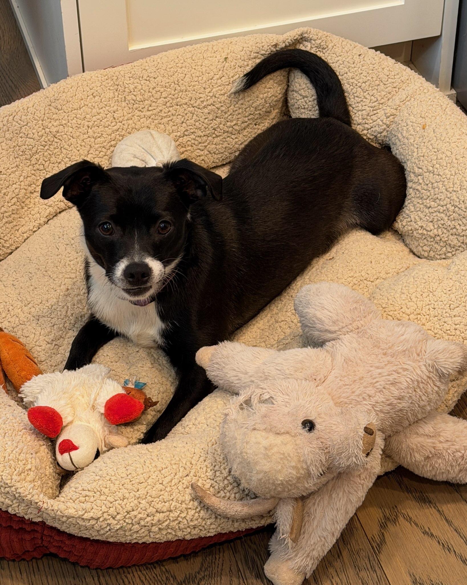 Scooter , a ADOPTABLE mixed breed in Portland, OR image 1/6