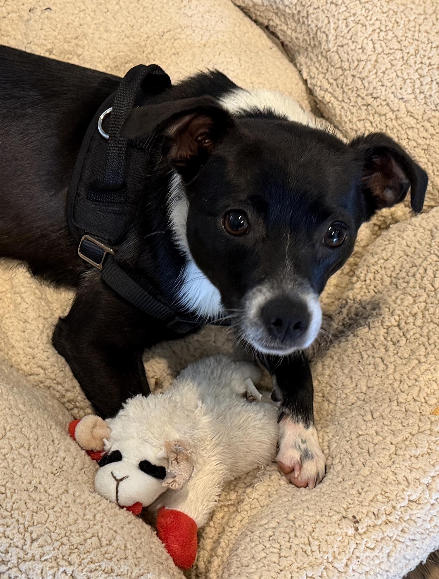 Scooter , a ADOPTABLE mixed breed in Portland, OR image 5/6