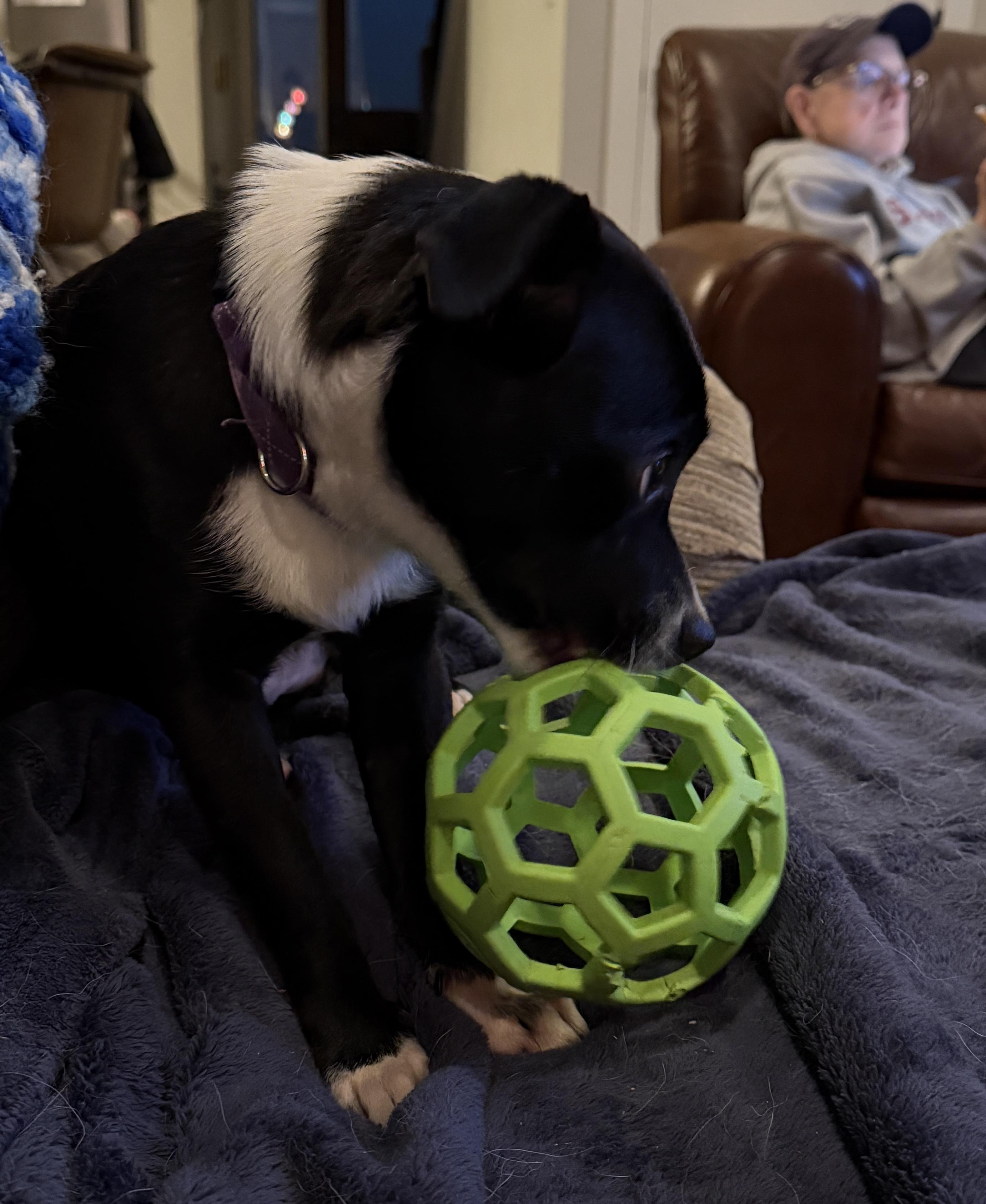 Scooter , a ADOPTABLE mixed breed in Portland, OR image 6/6