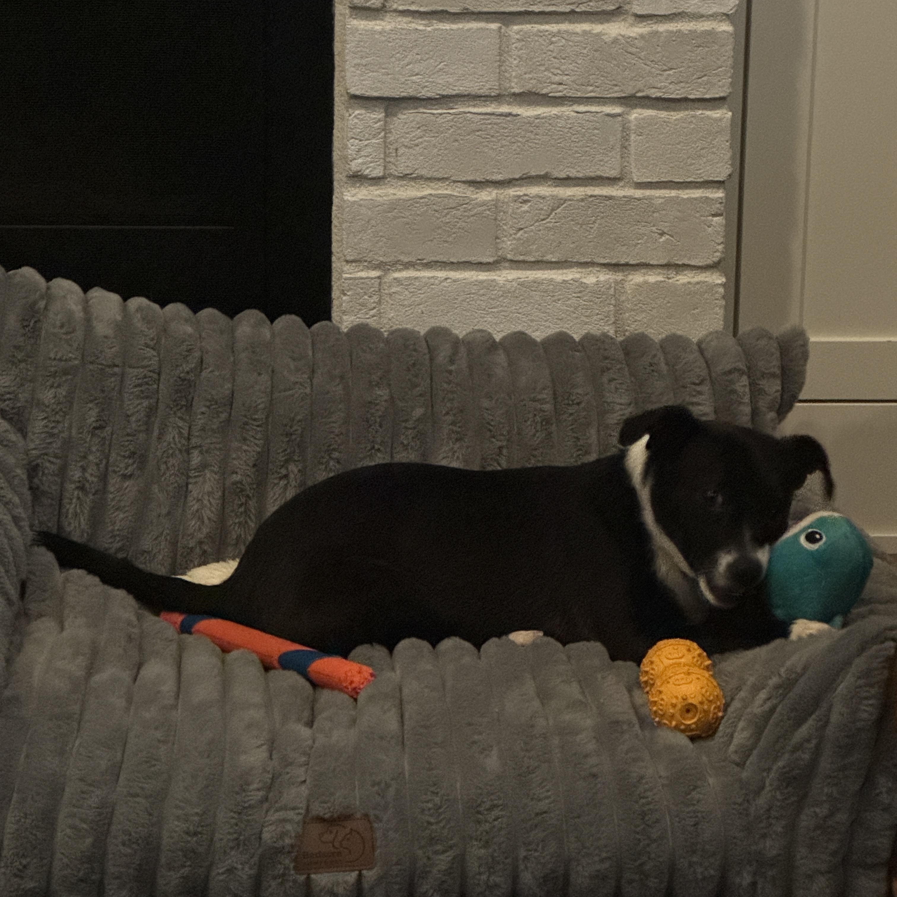 Scooter , a ADOPTABLE mixed breed in Portland, OR image 4/6