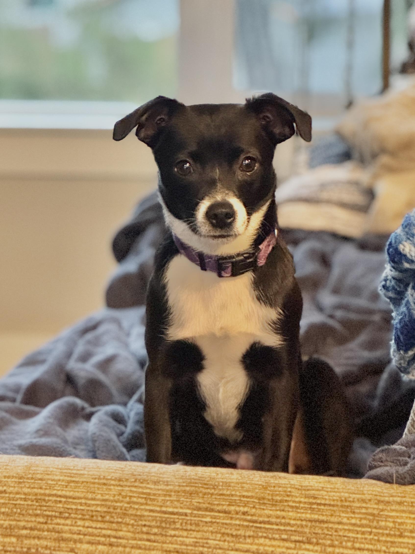 Scooter , a ADOPTABLE mixed breed in Portland, OR image 2/6