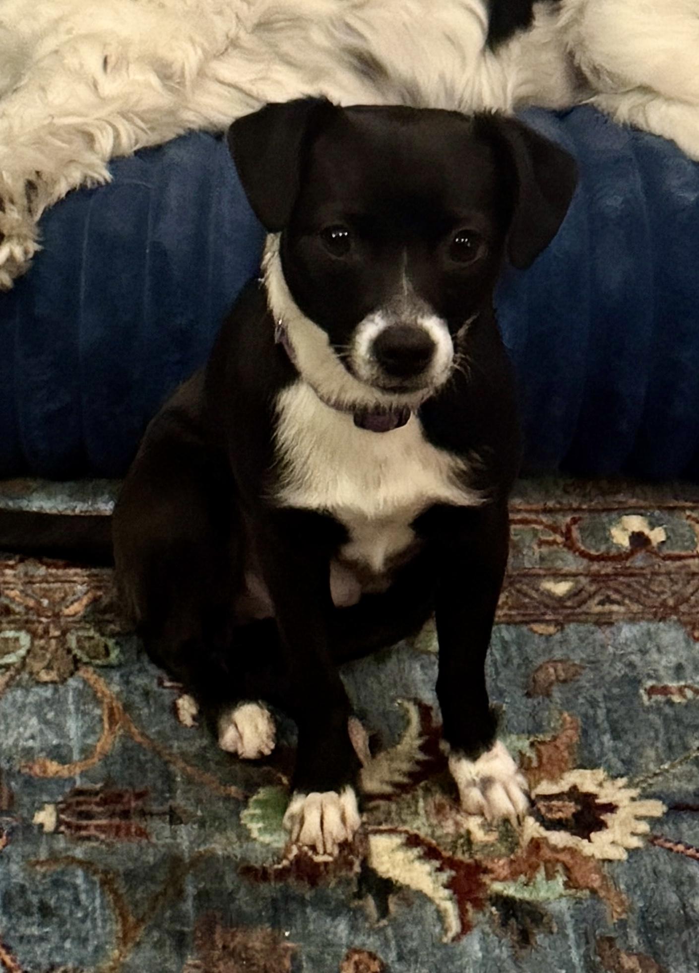 Scooter , a ADOPTABLE mixed breed in Portland, OR image 3/6