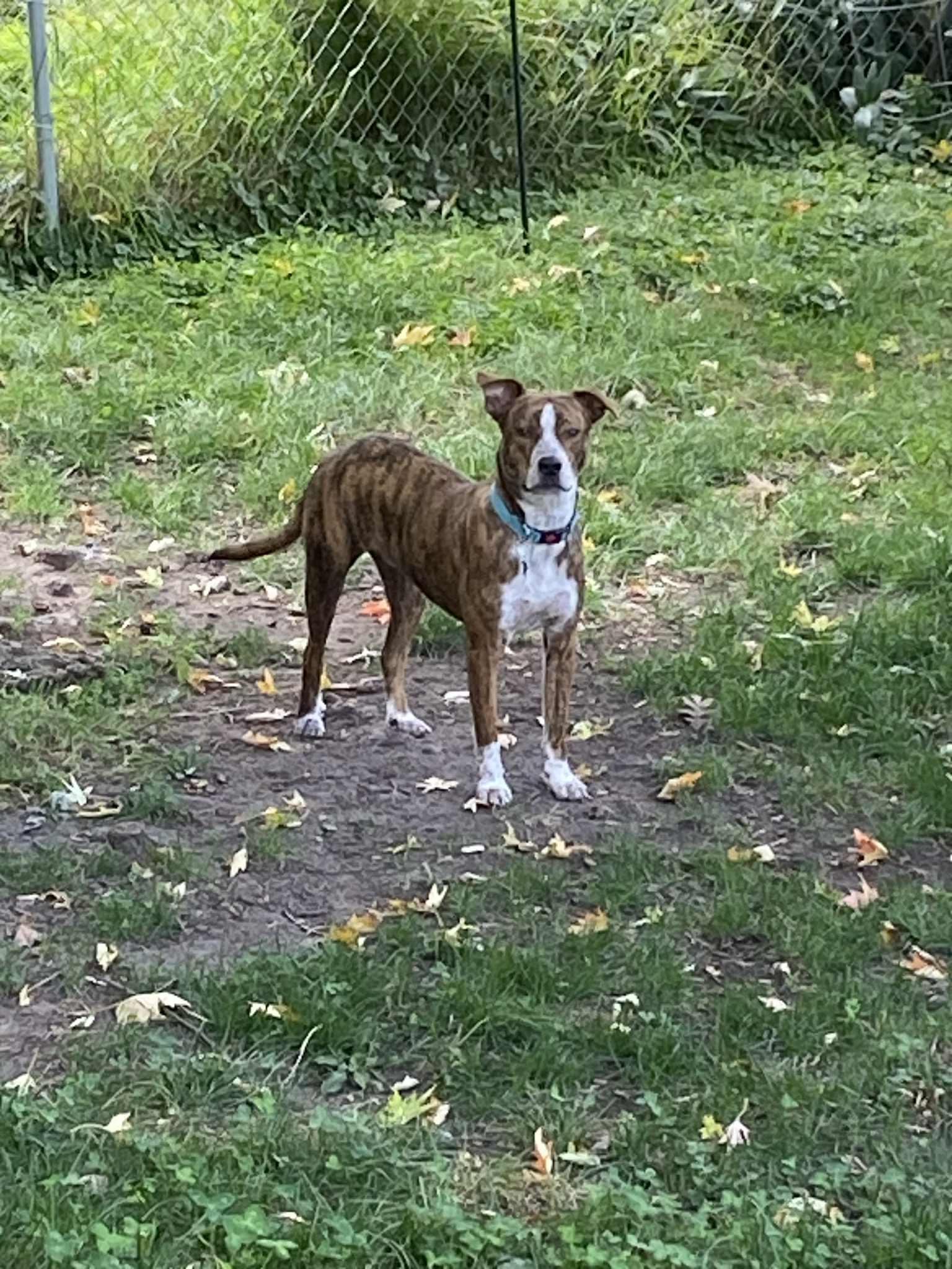 Maverick, a Adoptable Australian Cattle Dog / Blue Heeler in Minneapolis, MN image 2/3