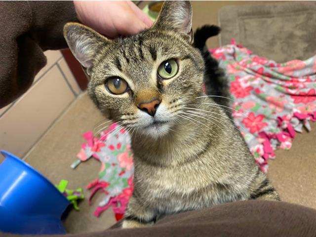 Enlarge JETHRO, a Adoptable Domestic Short Hair in Fort Wayne, IN image 1/1