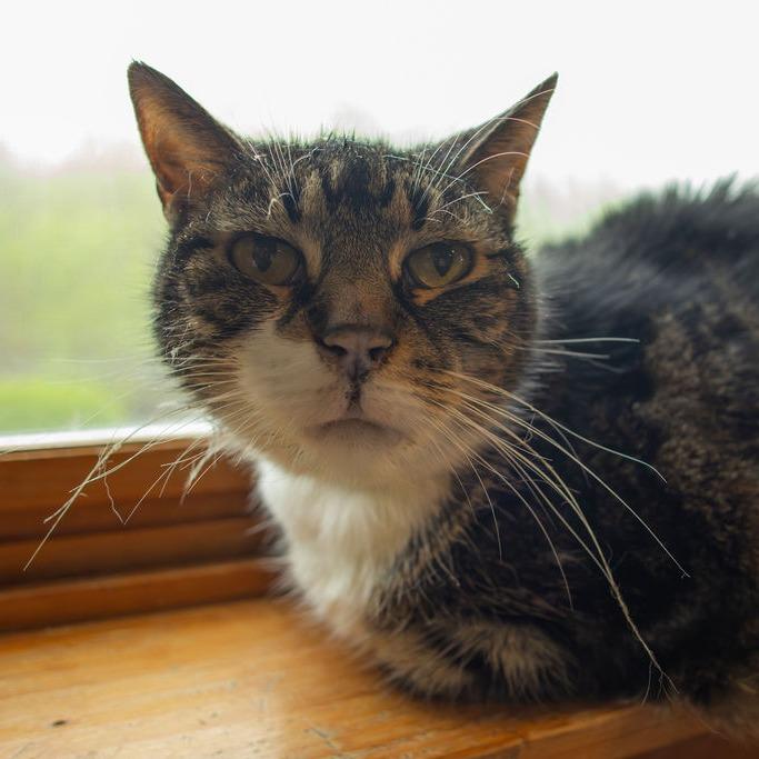 Captain - $35, Adoptable, Senior Male Domestic Short Hair.