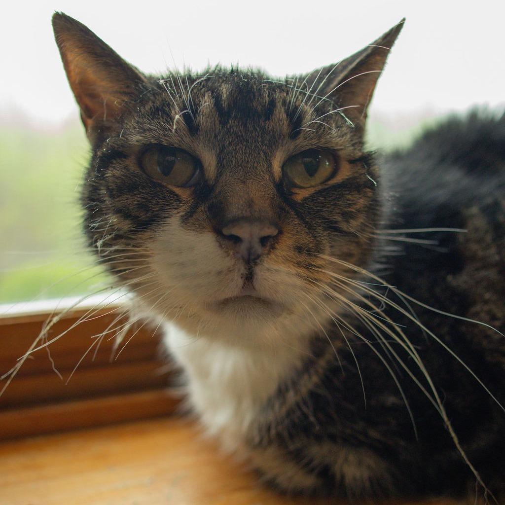 Captain - $35, a Adoptable Domestic Short Hair in Brimfield, MA image 2/3