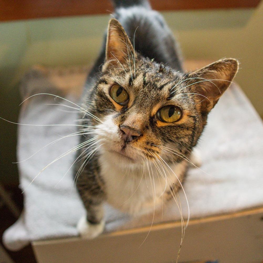 Captain - $35, a Adoptable Domestic Short Hair in Brimfield, MA image 3/3