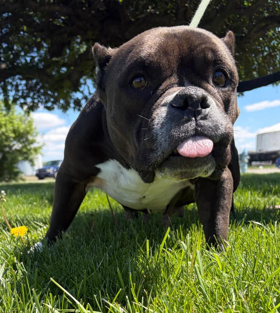 Willow, Adopted, Senior Female Pit Bull Terrier.