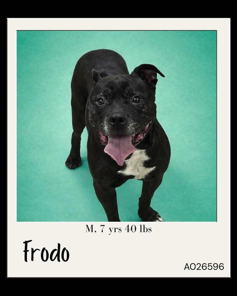 Enlarge Frodo, a Adoptable mixed breed in Tigard, OR image 1/1
