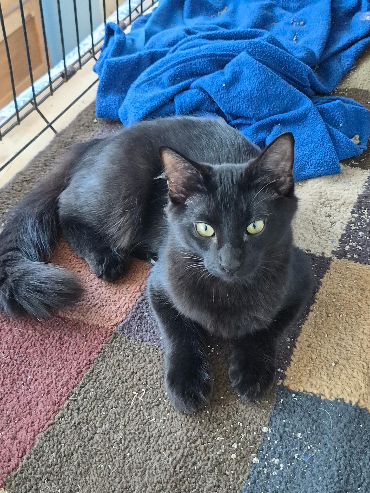 Enlarge Velvet, a Adopted Domestic Medium Hair in Columbus, OH image 3/5