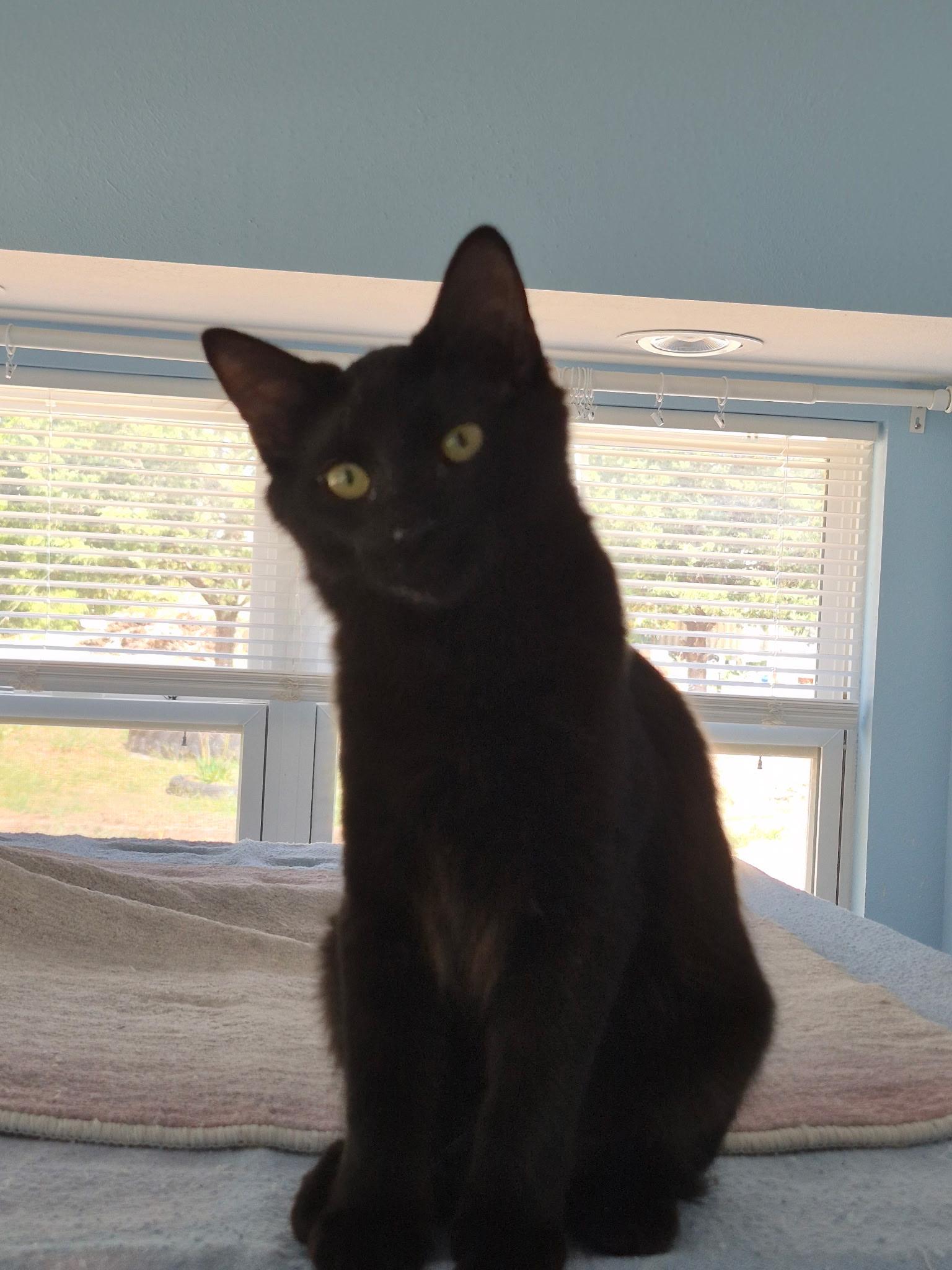 Enlarge Velvet, a Adopted Domestic Medium Hair in Columbus, OH image 5/5