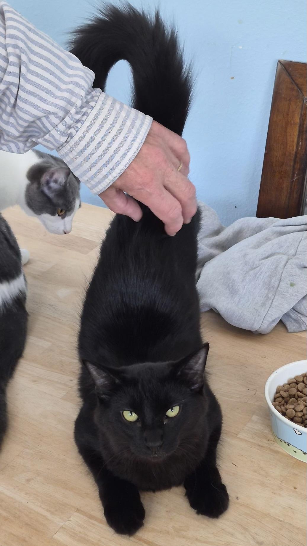 Enlarge Velvet, a Adopted Domestic Medium Hair in Columbus, OH image 2/5