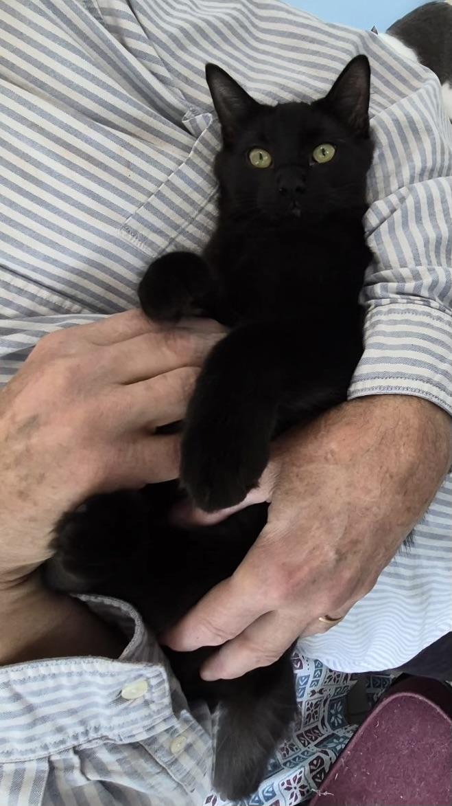 Enlarge Velvet, a Adopted Domestic Medium Hair in Columbus, OH image 1/5