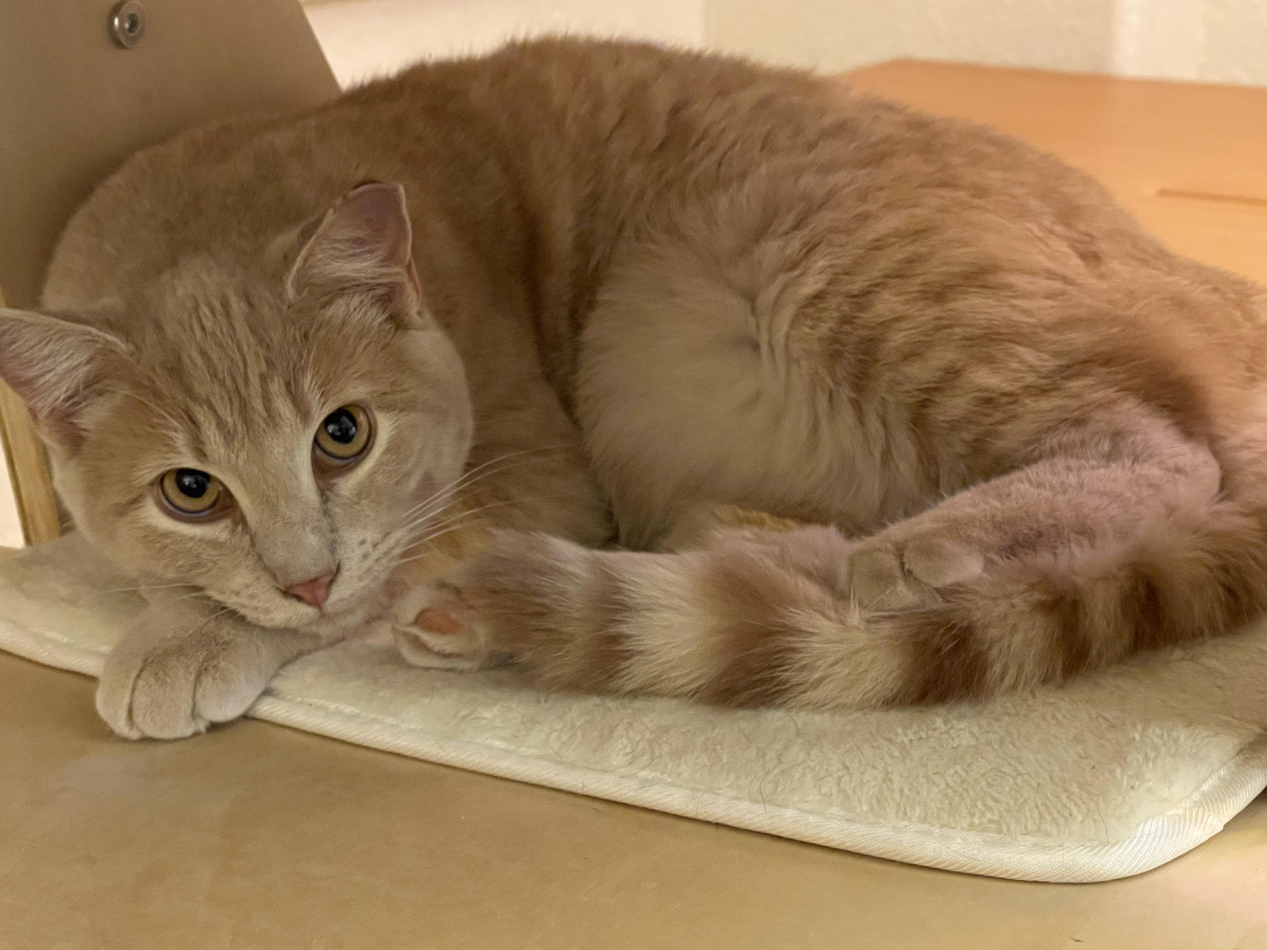 Leo, a Adopted Domestic Short Hair in Sedona, AZ image 5/6