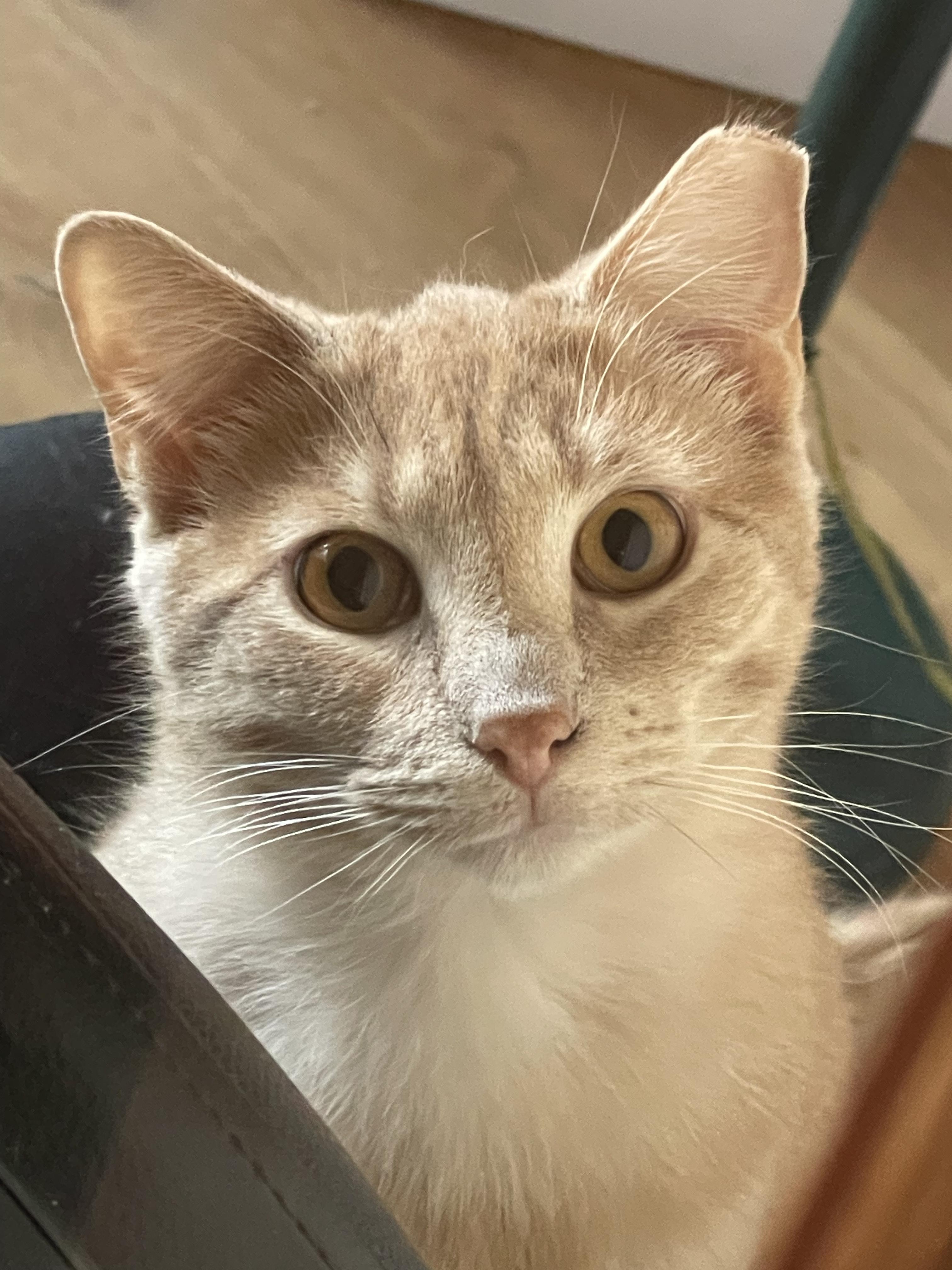 Leo, a Adopted Domestic Short Hair in Sedona, AZ image 4/6