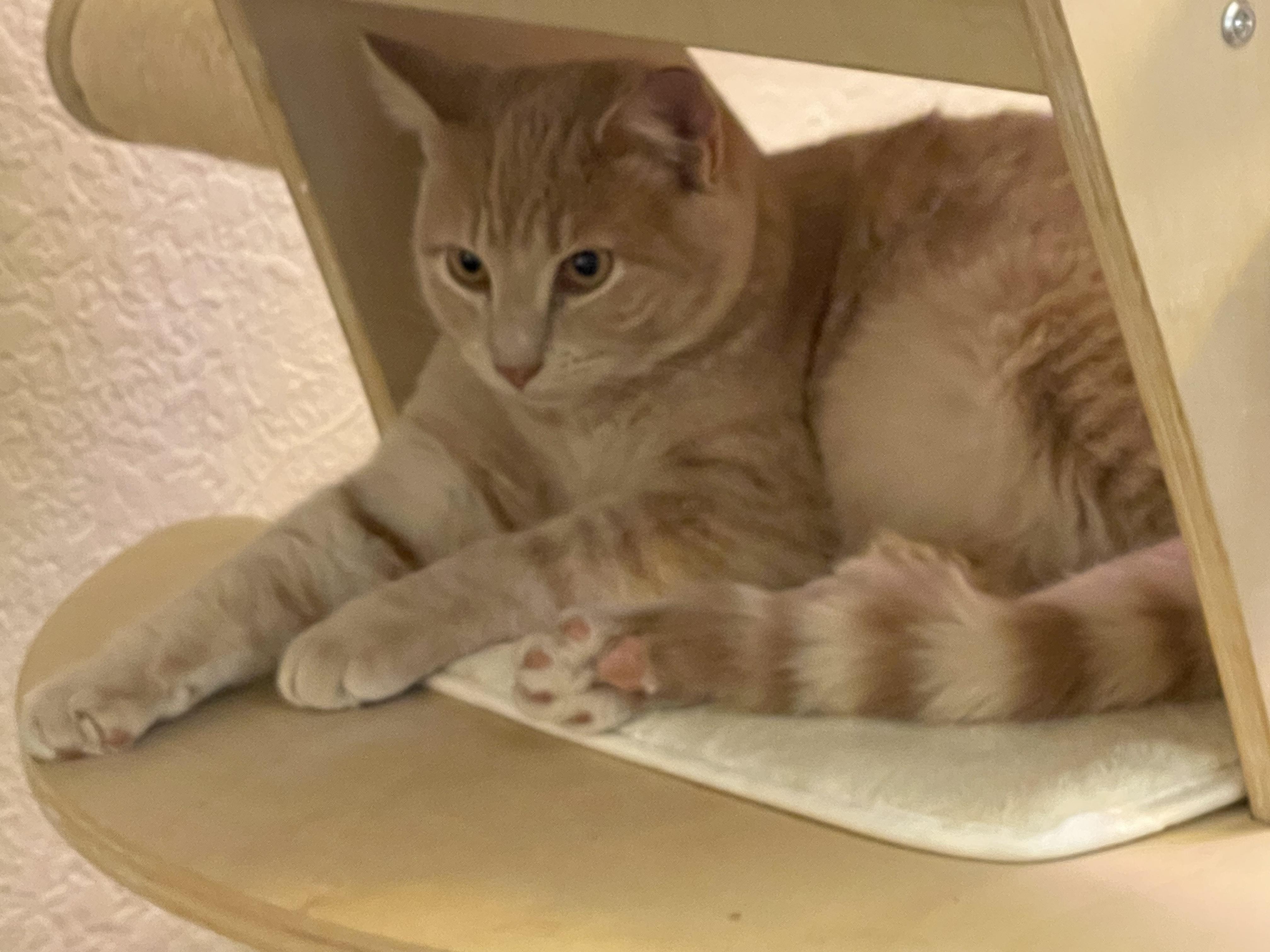 Leo, a Adopted Domestic Short Hair in Sedona, AZ image 2/6