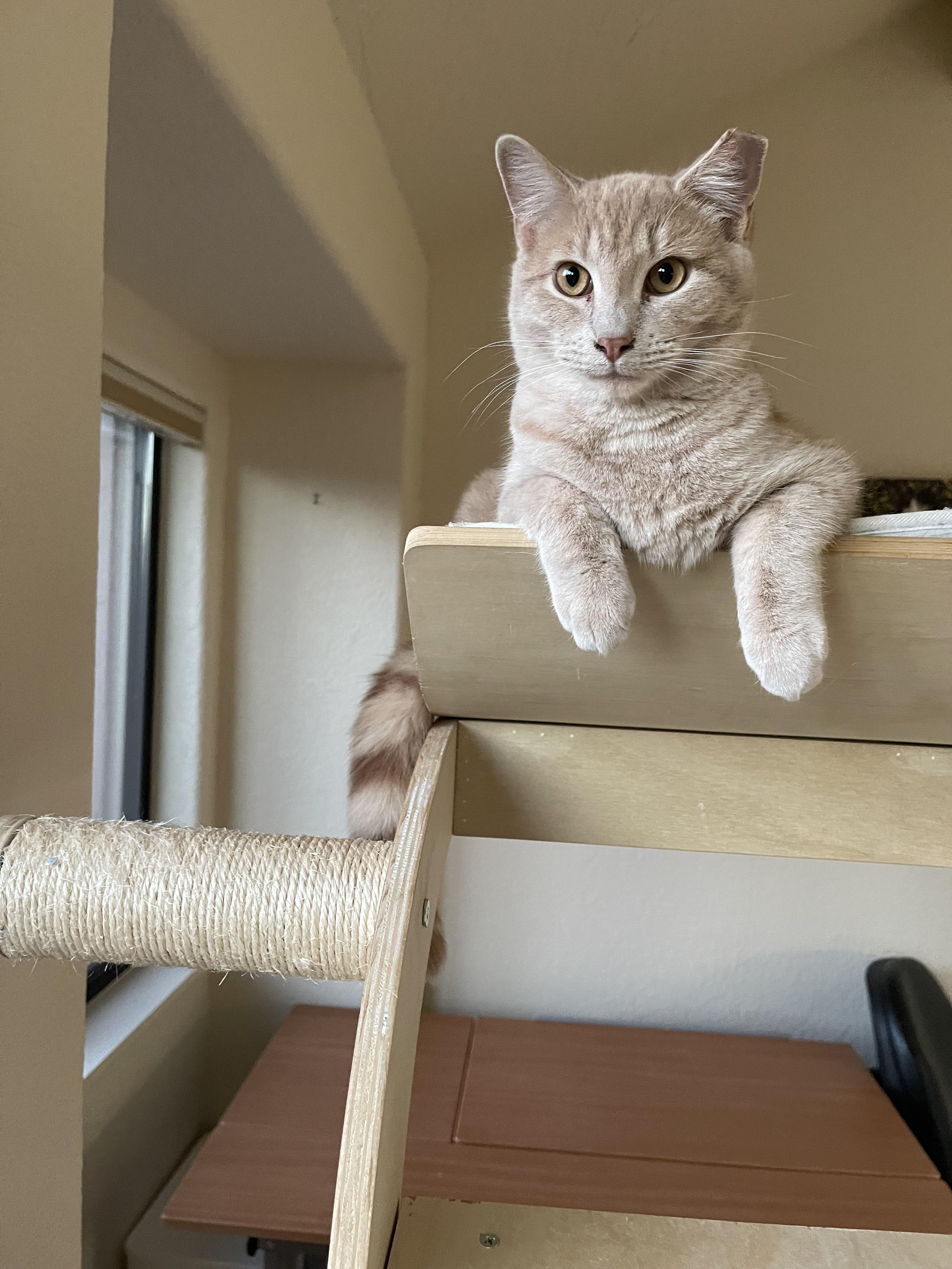 Leo, a Adopted Domestic Short Hair in Sedona, AZ image 1/6