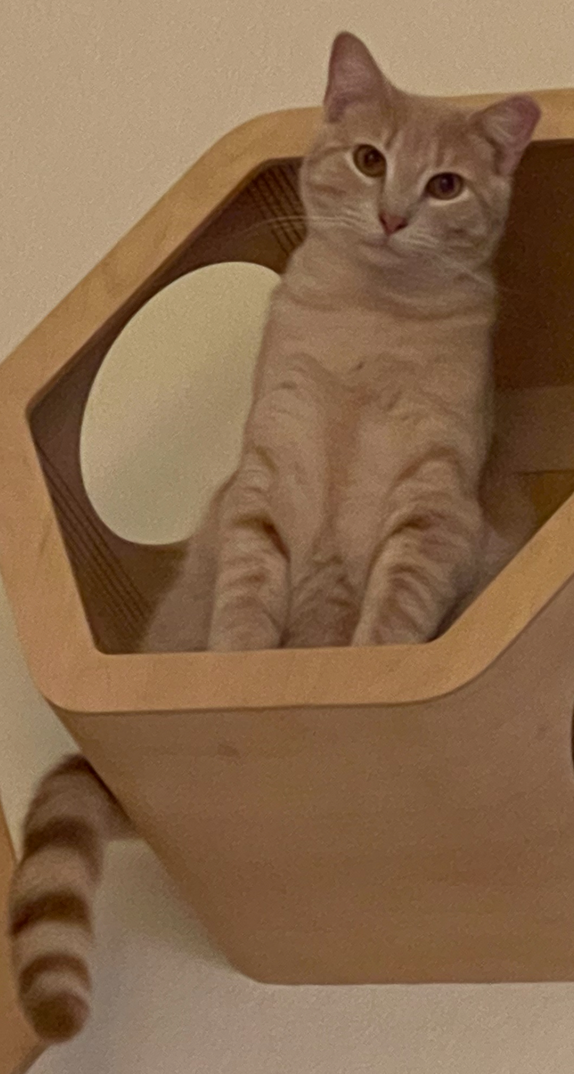 Leo, a Adopted Domestic Short Hair in Sedona, AZ image 3/6