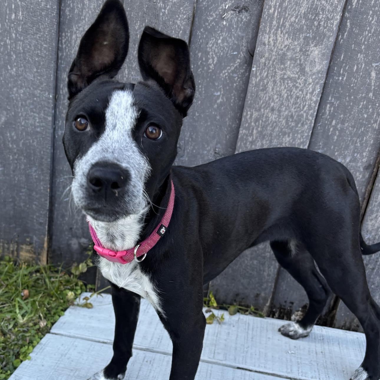 Enlarge Whimsy, a ADOPTABLE mixed breed in West Haven, CT image 4/4