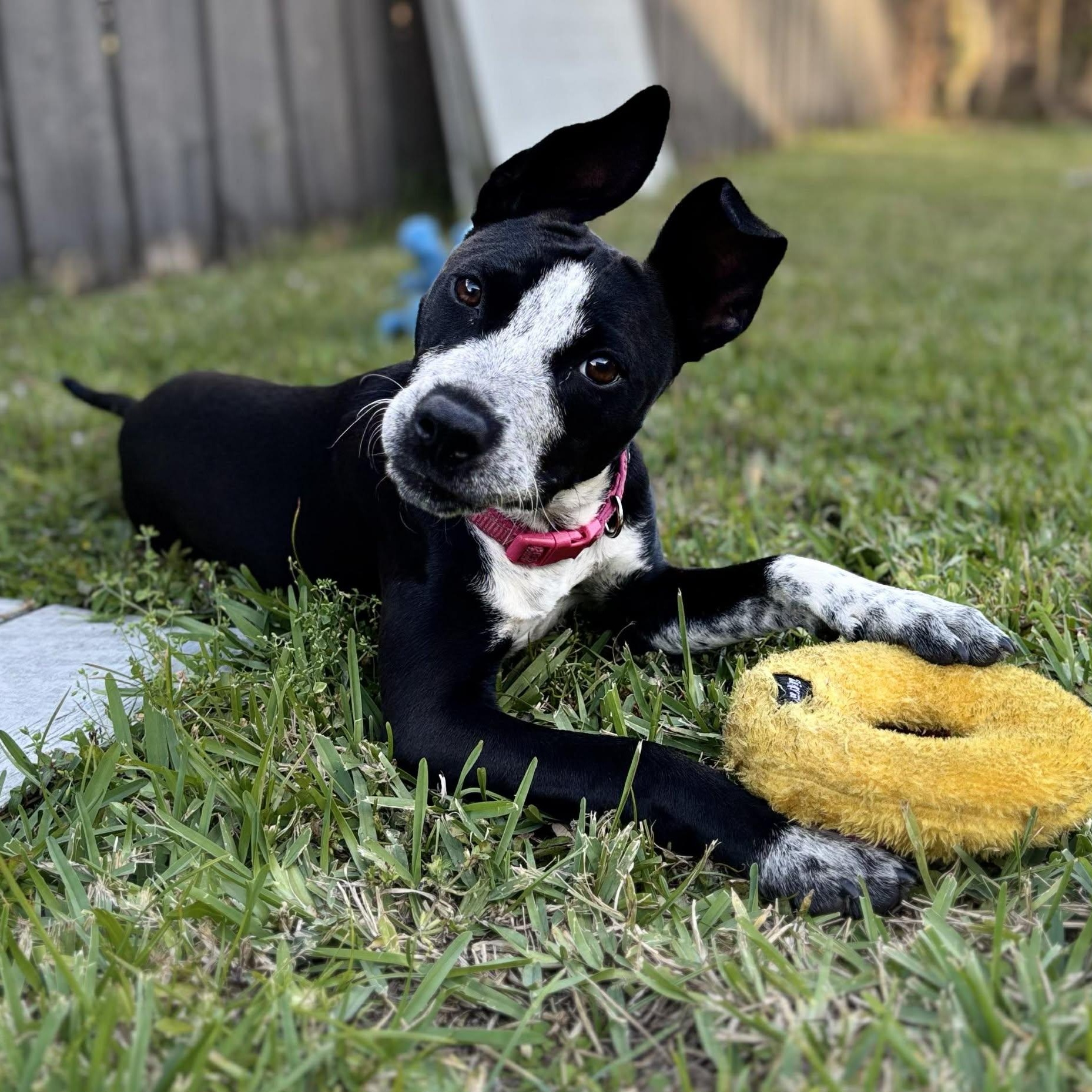 Enlarge Whimsy, a ADOPTABLE mixed breed in West Haven, CT image 3/4