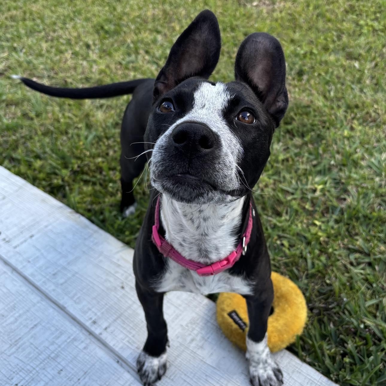 Enlarge Whimsy, a ADOPTABLE mixed breed in West Haven, CT image 1/4