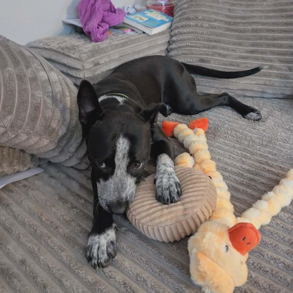 Enlarge Whimsy, a ADOPTABLE mixed breed in West Haven, CT image 2/4