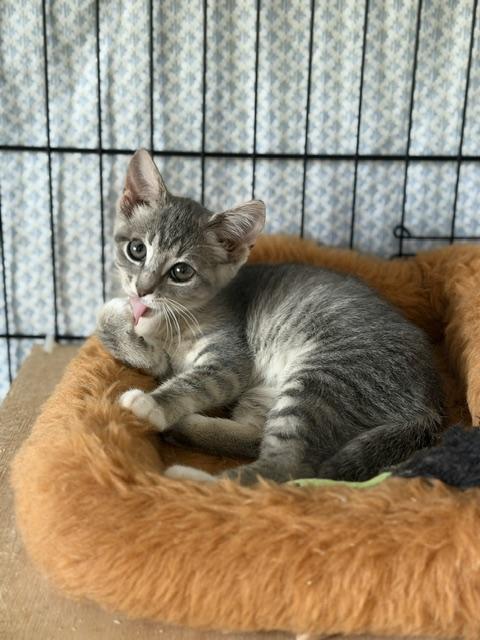 Enlarge Mochi, an adopted Domestic Short Hair in Manorville, NY image 2/3
