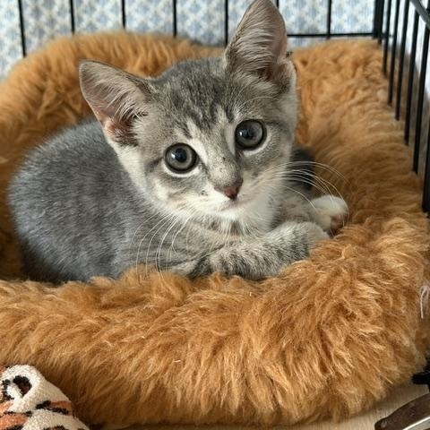 Enlarge Mochi, an adopted Domestic Short Hair in Manorville, NY image 1/3