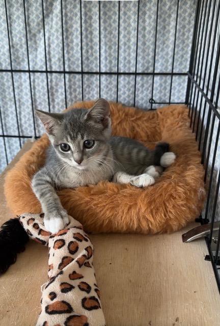 Enlarge Mochi, an adopted Domestic Short Hair in Manorville, NY image 3/3