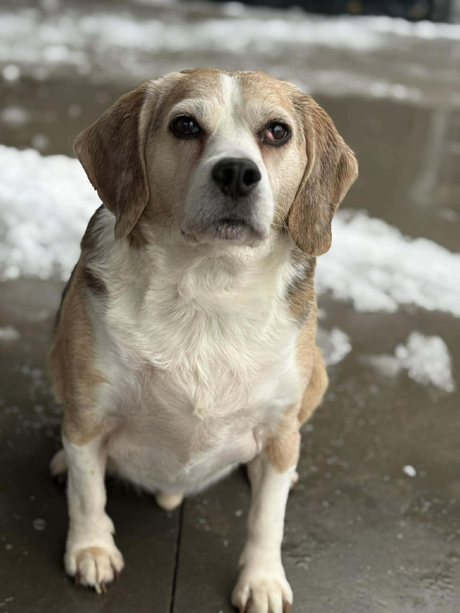 Enlarge Mr. Wilson, a Adoptable mixed breed in GUELPH, ON image 1/3