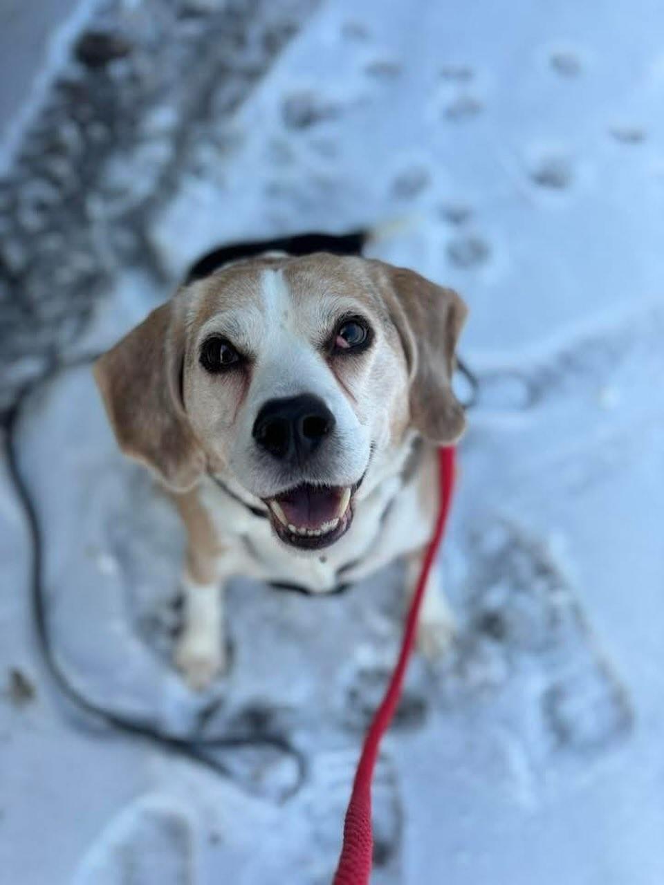 Enlarge Mr. Wilson, a Adoptable mixed breed in GUELPH, ON image 3/3