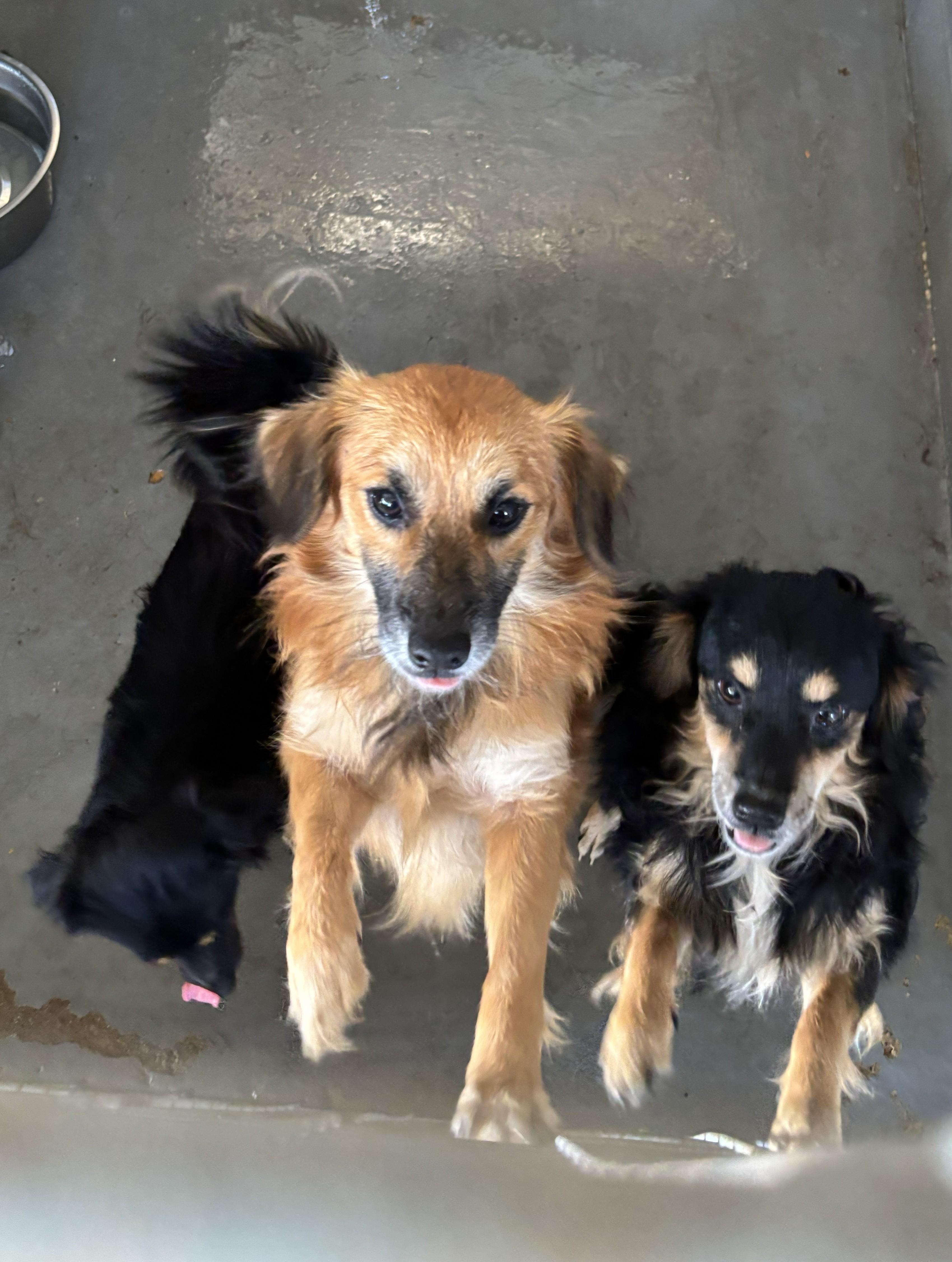 Enlarge Ashton - Tagged4Rescue, an adopted Shih Tzu in Edna, TX image 2/2