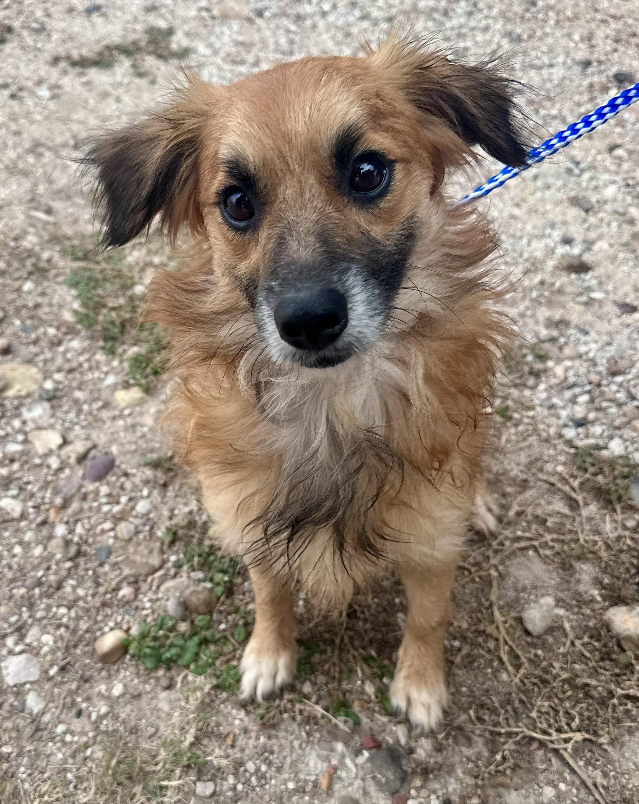 Enlarge Ashton - Tagged4Rescue, an adopted Shih Tzu in Edna, TX image 1/2