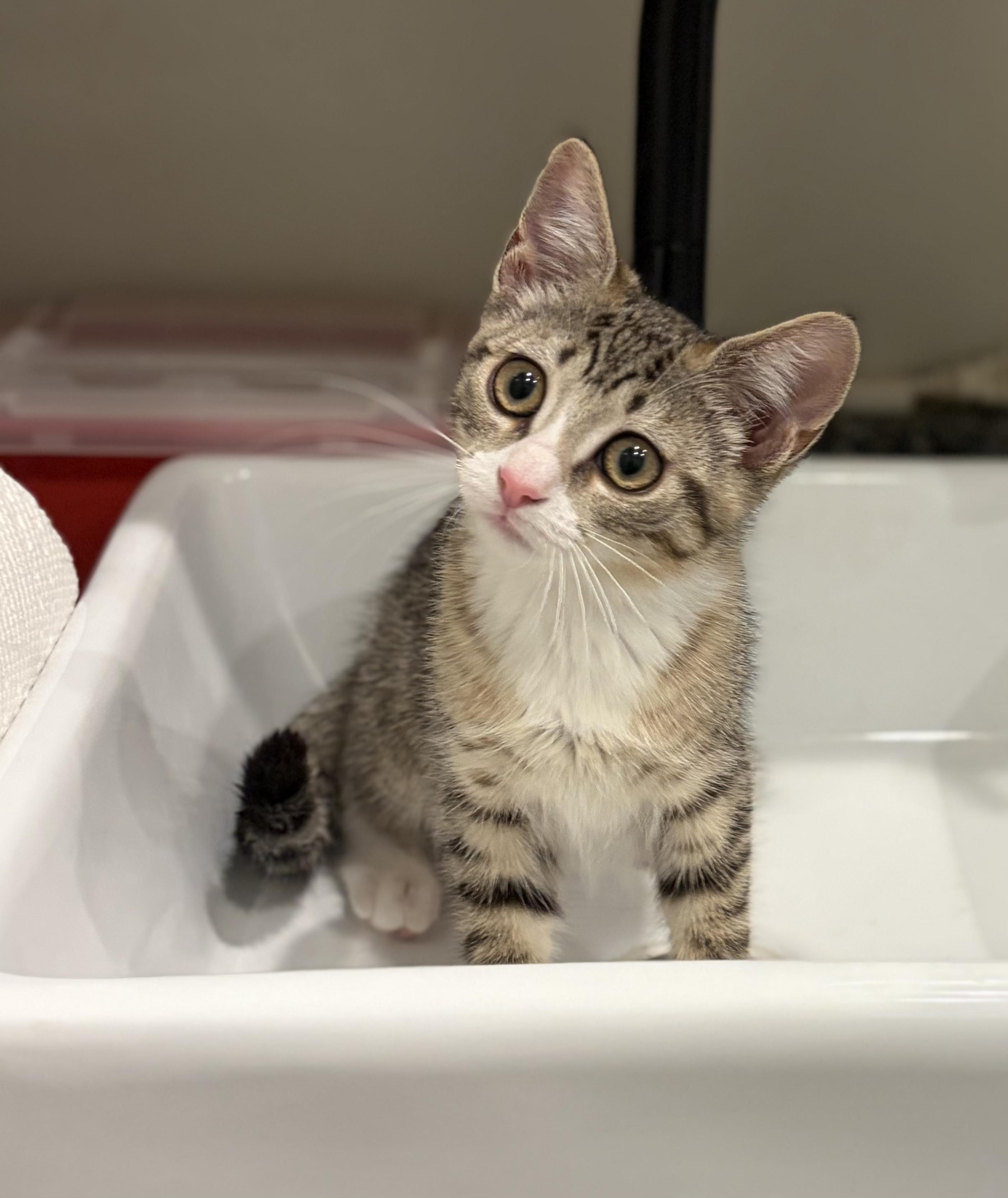 Austyn, a Adoptable Domestic Short Hair in South Lyon, MI image 3/5