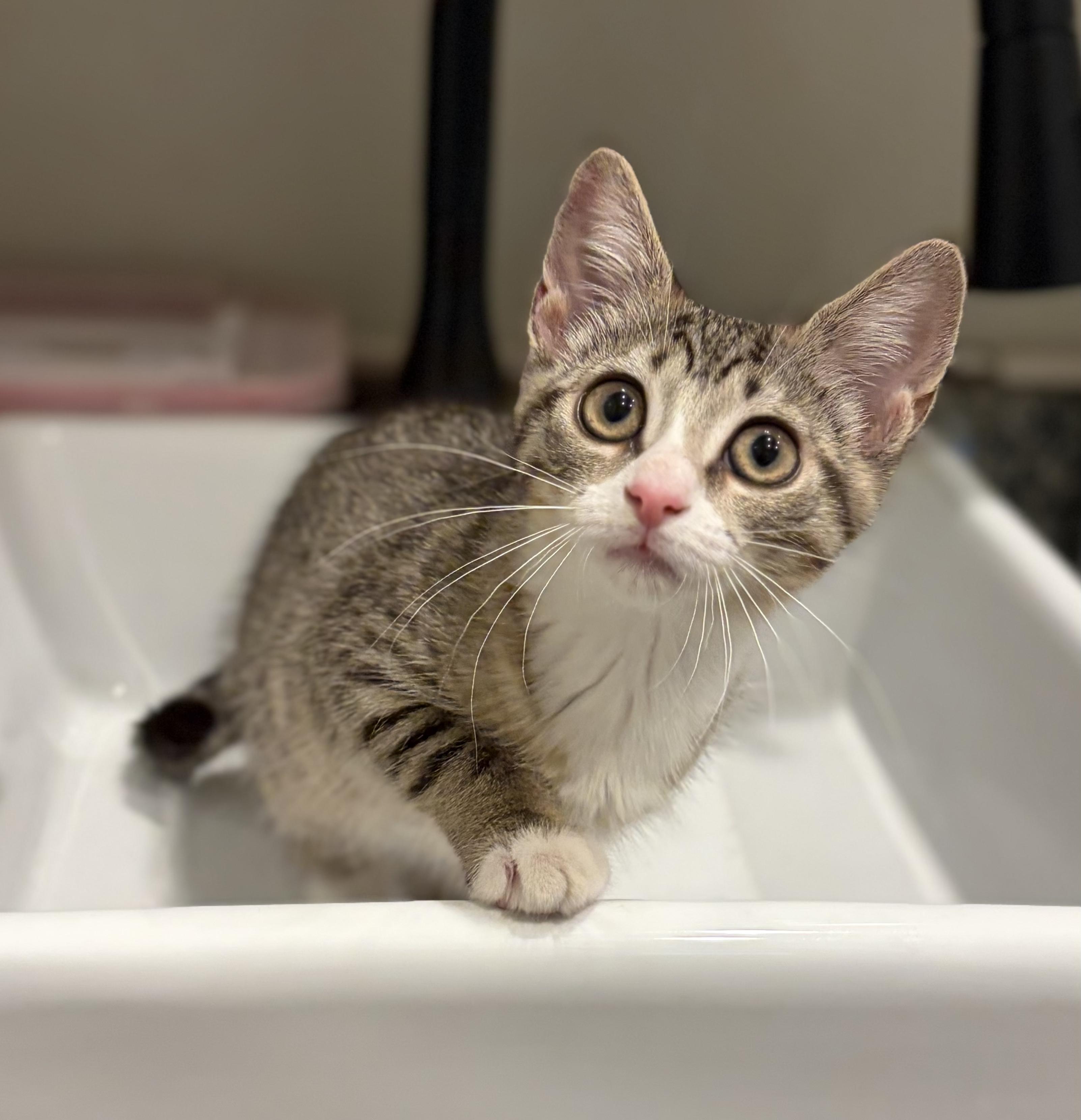 Austyn, a Adoptable Domestic Short Hair in South Lyon, MI image 2/5