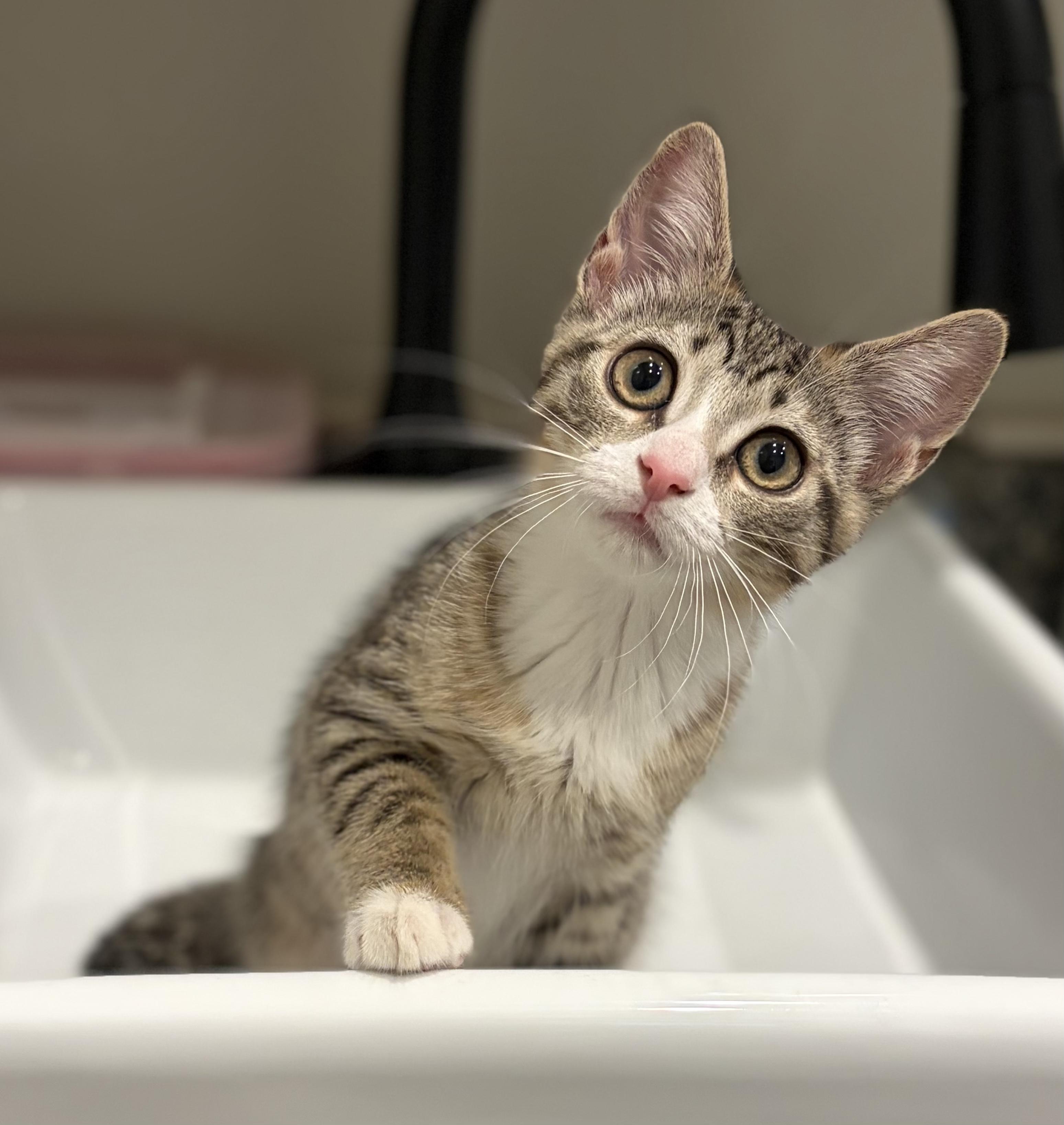 Austyn, a Adoptable Domestic Short Hair in South Lyon, MI image 1/5
