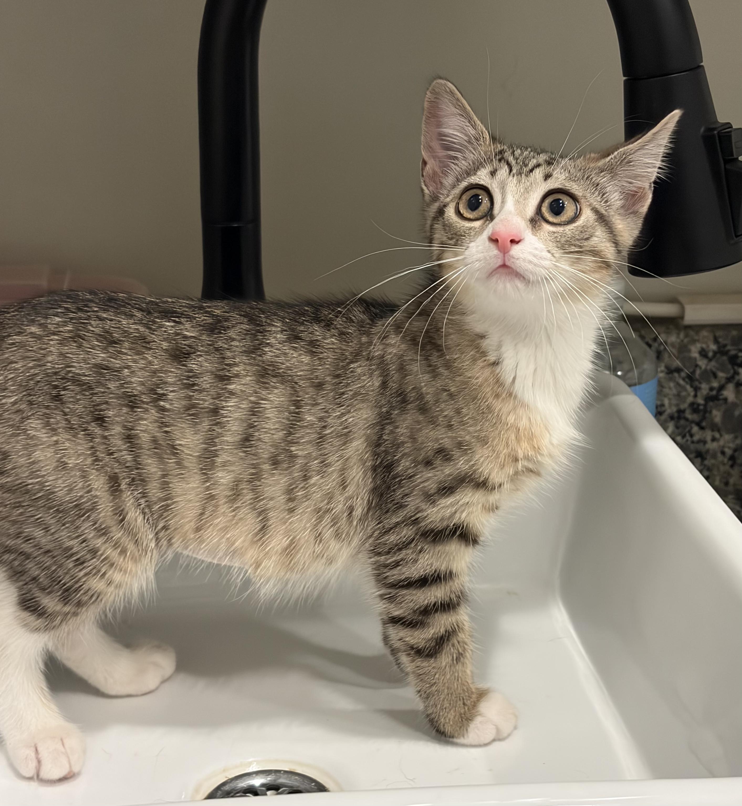Austyn, a Adoptable Domestic Short Hair in South Lyon, MI image 5/5