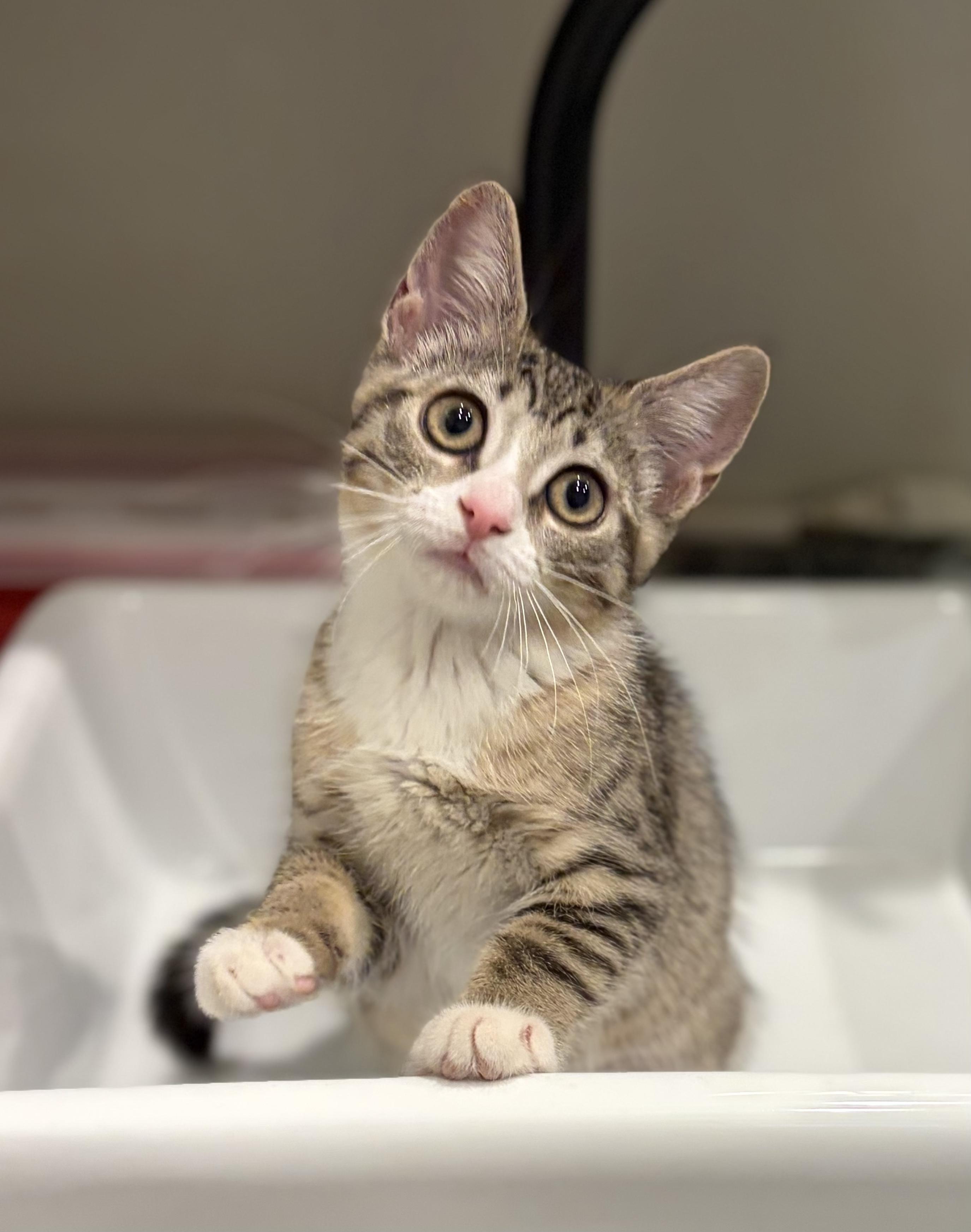 Austyn, a Adoptable Domestic Short Hair in South Lyon, MI image 4/5