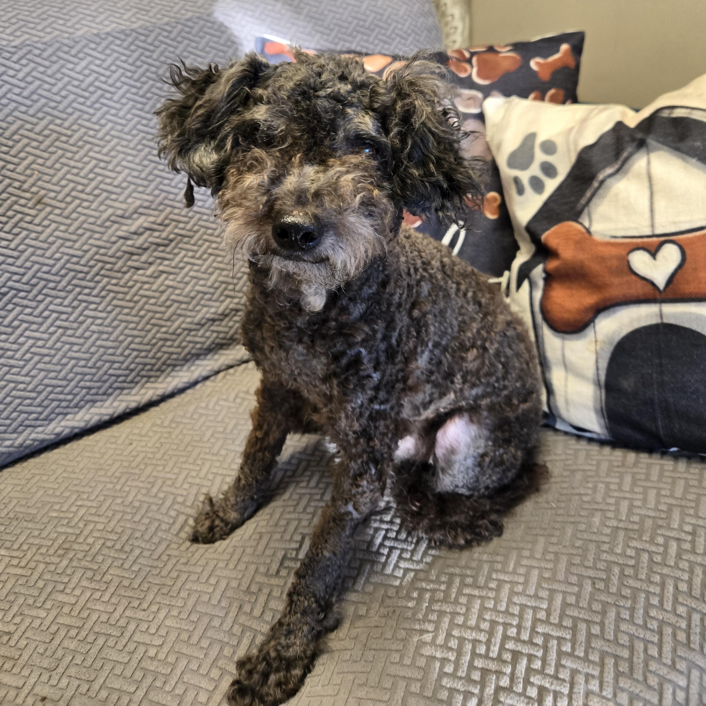 Enlarge Chandler, a Adoptable mixed breed in Normal, IL image 2/3
