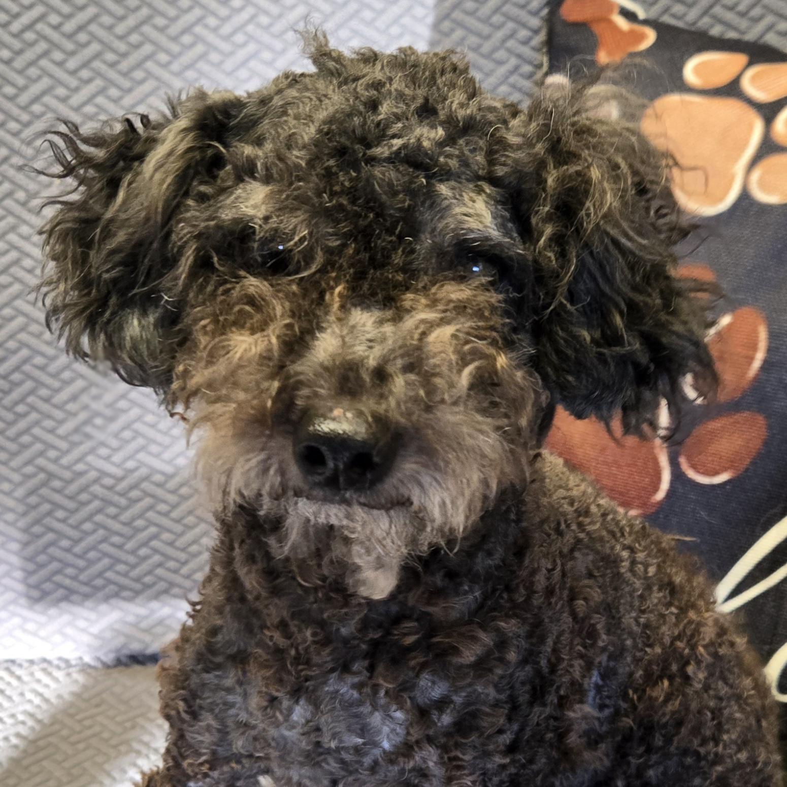 Chandler, Adoptable, Adult Male Miniature Poodle.